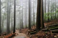 Grouse Grind Hiking Trails