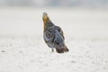 a grouse hen on a snowy forest in winter Royalty Free Stock Photo