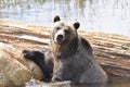 Grouse Mountain Grizzly bear portrait, Vancouver, British Columbia, Canada. Royalty Free Stock Photo