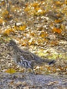 Grouse in the woods Royalty Free Stock Photo