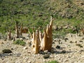 Grove of Adenium obesum aka bottle tree, endemic plant of Socotra, Yemen Royalty Free Stock Photo