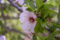 Grove of almond trees