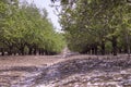 Grove of almond trees