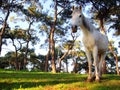 Grove with alone horse