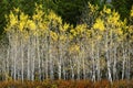 Grove of Aspen Birch Trees in Fall Golden Leaves and Green Pine Forest Forrest Royalty Free Stock Photo