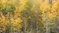 A grove of Aspen trees with changing leaves in autumn Royalty Free Stock Photo