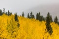 Yellow Fall Leaves Among Green Trees Royalty Free Stock Photo