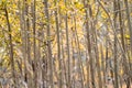 Grove of aspen trees, in early fall in Colorado Royalty Free Stock Photo