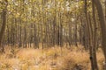 Grove of aspen trees, in early fall in Colorado Royalty Free Stock Photo