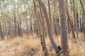 Grove of aspen trees, in early fall in Colorado Royalty Free Stock Photo