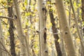 Grove of aspen trees, in early fall in Colorado - selective focus, useful for backgrounds Royalty Free Stock Photo