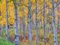 A grove of aspen trees with fall colors near Aspen, Colorado. Royalty Free Stock Photo