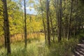 Grove of aspen trees in fall on the Medano Pass primitive road in Sangre De Cristo range of the Rocky Mountains in Colorado Royalty Free Stock Photo