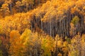 Grove of Aspen Trees with Golden leaves in Autumn Royalty Free Stock Photo