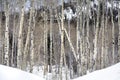 Grove of Aspen trees in Wasatch Mountain peaks in northern utah in the wintertime Royalty Free Stock Photo