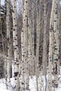 Grove of Aspen trees in Wasatch Mountain peaks in northern utah in the wintertime Royalty Free Stock Photo
