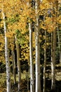 Grove of aspens Royalty Free Stock Photo