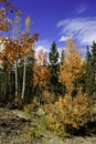 Grove of Aspens Royalty Free Stock Photo