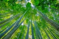 Bamboo garden grove Royalty Free Stock Photo