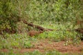 grove of Banded Mongoose (Mungos mungo Royalty Free Stock Photo