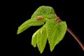 The grove beech, white beech Carpinus betulus one of the most versatile hedge plants