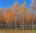 Grove of birch. Royalty Free Stock Photo