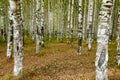 Grove of Birch Trees on Autumn Nature Day View. Outdoor Image of Tree Trunks in Local City Park without People. Forest Park Scenic Royalty Free Stock Photo