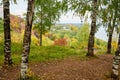 Grove of Birch Trees on Autumn Nature Day View. Outdoor Image of Tree Trunks in Local City Park without People. Forest Park Scenic Royalty Free Stock Photo