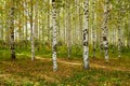 Grove of Birch Trees on Autumn Nature Day View. Outdoor Image of Tree Trunks in Local City Park without People. Forest Park Scenic Royalty Free Stock Photo
