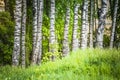 Grove of birch trees in bright sunshine in late summer