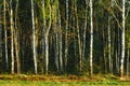 Grove of birch trees in bright sunshine in late summer