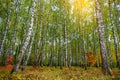 Grove of birch trees and dry grass in early autumn