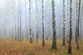 Grove of birch trees and dry grass in early autumn Royalty Free Stock Photo