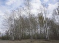 Grove of birch trees and dry grass in early autumn Royalty Free Stock Photo