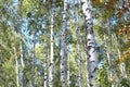 Birch trees in early autumn, fall panorama Royalty Free Stock Photo
