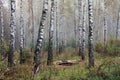 Grove of birch trees in early autumn, fall panorama Royalty Free Stock Photo