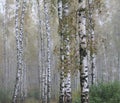 Grove of birch trees in early autumn, fall panorama Royalty Free Stock Photo
