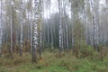 Grove of birch trees in early autumn, fall panorama Royalty Free Stock Photo