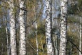 Grove of birch trees in early autumn, fall panorama Royalty Free Stock Photo