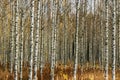 Grove of birch trees with yellow leaves in autumn Royalty Free Stock Photo