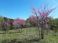 Grove of blooming Redbud trees Royalty Free Stock Photo