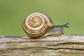 Grove or Brown-lipped Snail (Cepaea nemoralis) Royalty Free Stock Photo