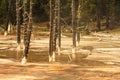 Grove of Burned Out Trees Yellowstone Royalty Free Stock Photo