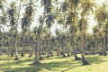 grove of coconut palm grass lawn blue sky background