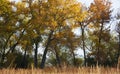Grove of Cottonwoods in Fall Colors