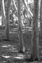 Grove of cypress trees in the Pismo Beach Monarch Butterfly Grove on the coast of central California United States - black and Royalty Free Stock Photo