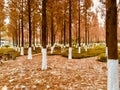 The grove in the early morning of autumn, the cedar leaves are covered with land