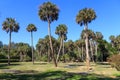 Grove of Florida Sabal Palms Trees