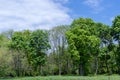 Grove of foliar trees in the park. Group of trunks grows surrounded by grass.