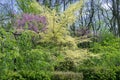 Grove of foliar young trees in the park. Bright juicy green growing.